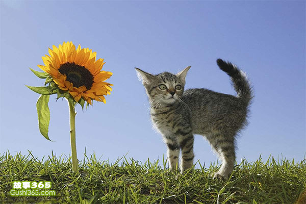 小花猫种向日葵