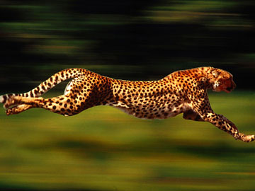 猎豹的速度
