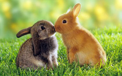 小兔子故事兔子交友记