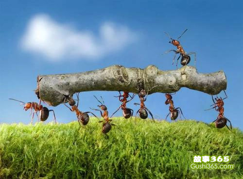 蚂蚁搬家队