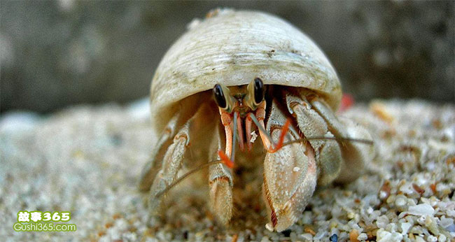 小螃蟹的半个贝壳