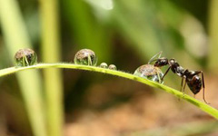 蚂蚁的故事小蚂蚁搬骨头