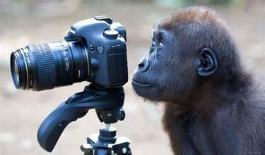 猩猩照相馆