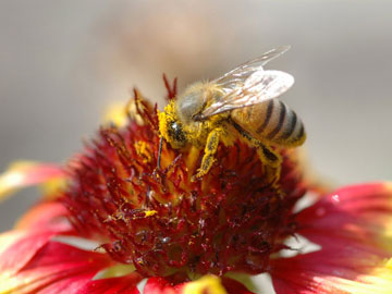科学童话：蜜蜂来到花儿家