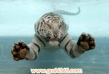 小老虎学游泳